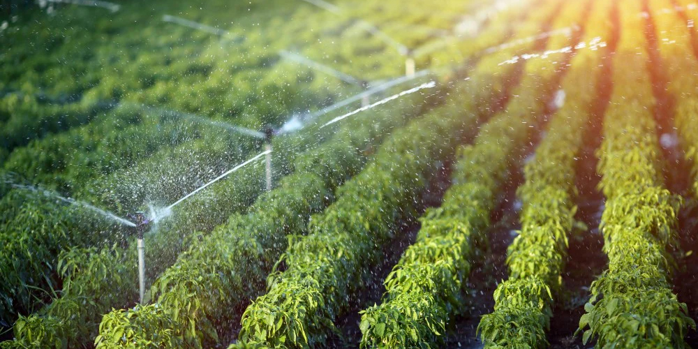 Choosing the Right Pump for Drip and Sprinkler Irrigation
